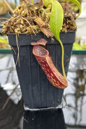 Close Up of Nepenthes copelandii | Borneo Exotics | BE-3046 | H25621