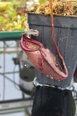 Close Up of Nepenthes densiflora x jamban | Borneo Exotics | BE-4659 | H25384