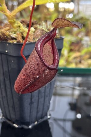 Close Up of Nepenthes densiflora x jamban | Borneo Exotics | BE-4659 | H25425