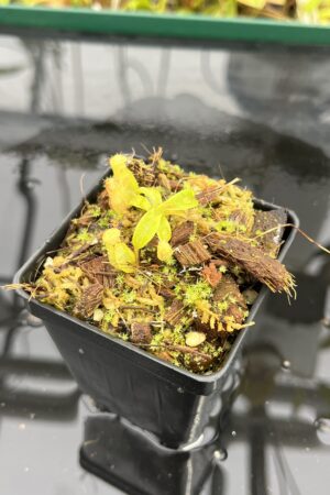 Close Up of Nepenthes (diabolica x hamata) x eymae G. Tambusisi pod #2 | MKS | Florae | Florae Collaborative | FC-436 | H25302