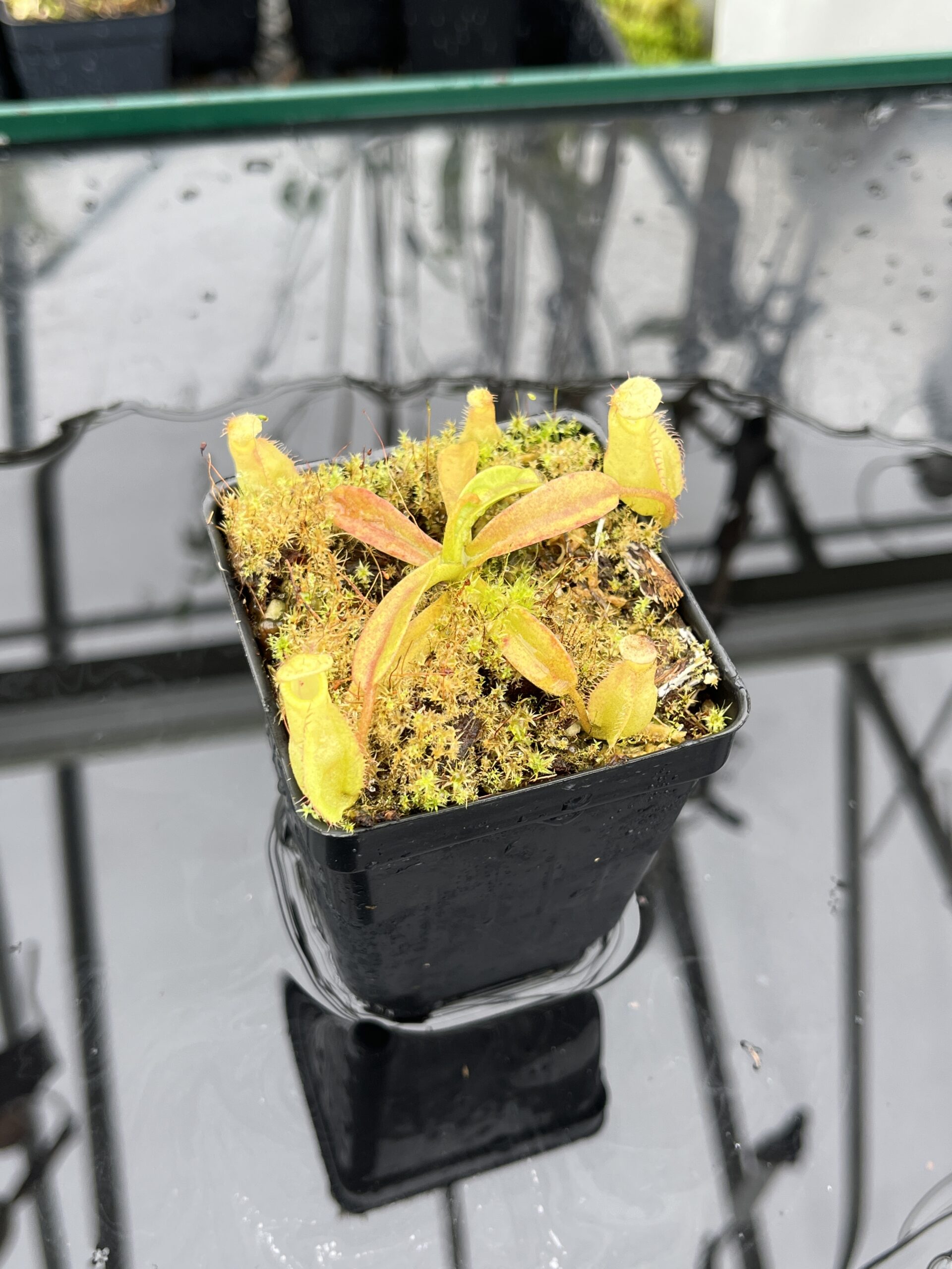 Close Up of Nepenthes (diabolica x hamata) x eymae G. Tambusisi pod #2 | MKS | Florae | Florae Collaborative | FC-436 | H25475