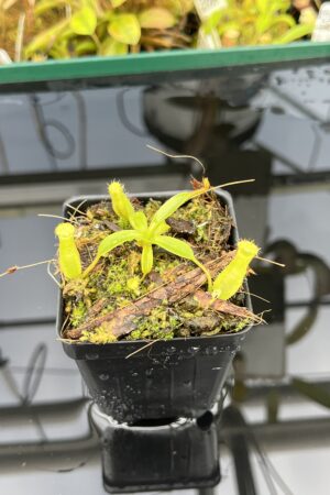 Close Up of Nepenthes (diabolica x hamata) x eymae G. Tambusisi pod. #1 | MKS | Florae | Florae Collaborative | FC-431 | H25396