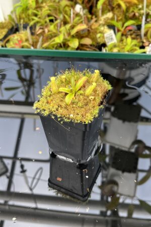 Close Up of Nepenthes (diabolica x hamata) x mantalingajanensis AW | Mike Kevin Smith | MKS-429.04 | H25405