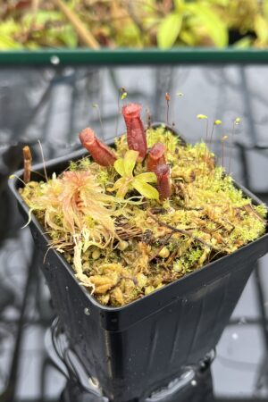 Close Up of Nepenthes diatas x villosa | JH | Florae | Clone 2 | Jeremiah Harris | JH-391.02 | H25629