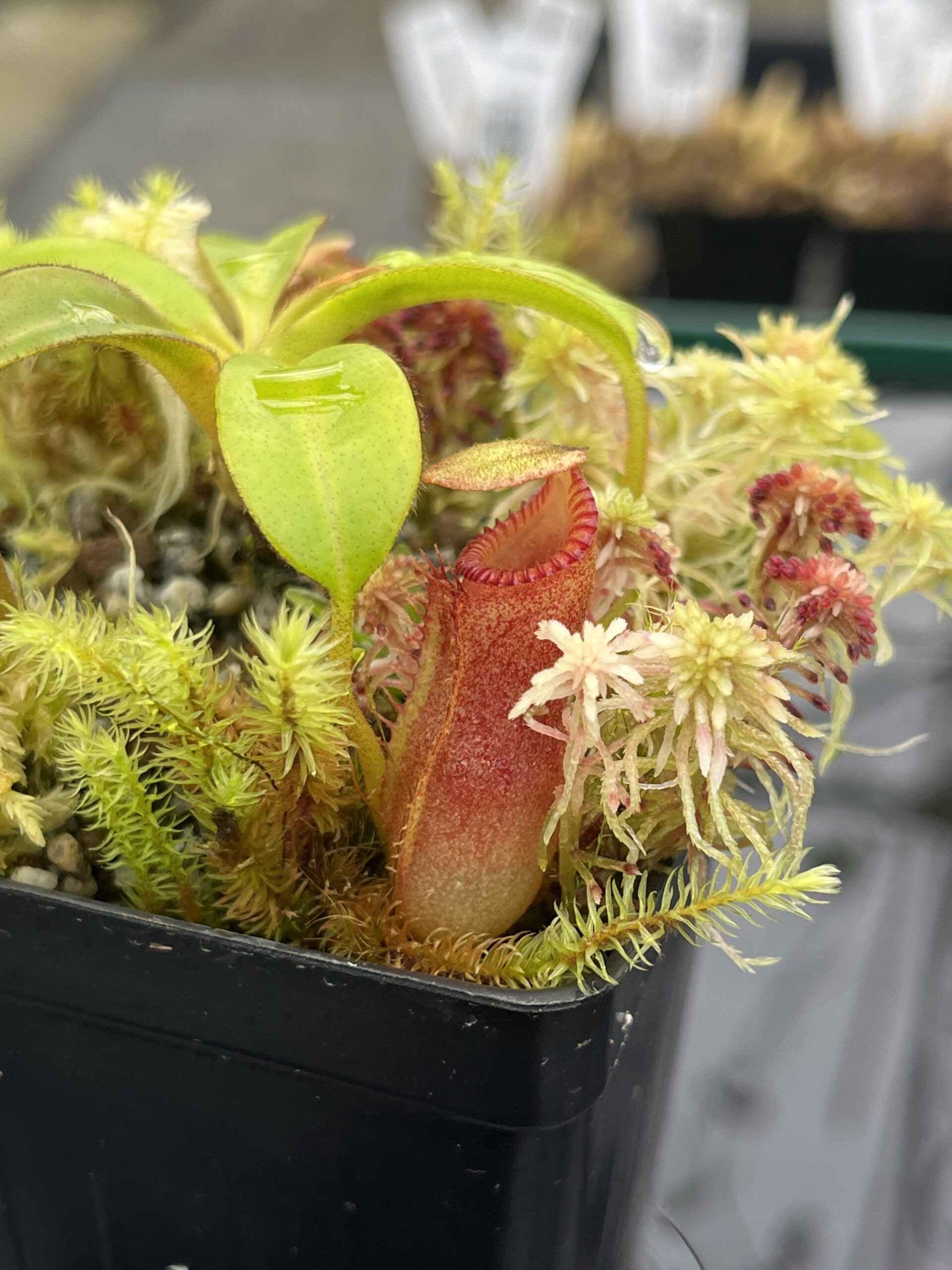 Close Up of Nepenthes edwardsiana (Kinab.) | Andreas Wistuba | AW-RSC | H25479