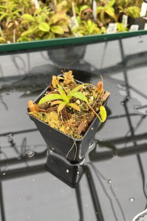 Close Up of Nepenthes edwardsiana x jacquelineae | JH | Jeremiah Harris | JH-413.02 | H25299