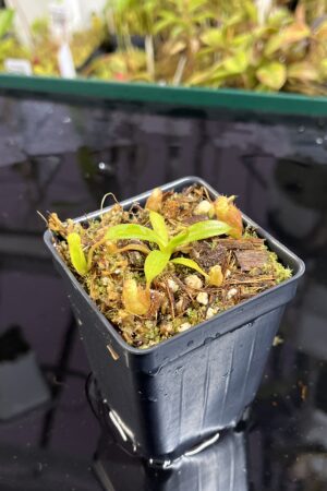Close Up of Nepenthes edwardsiana x jacquelineae | Jeremiah Harris | JH-413.03 | H25449