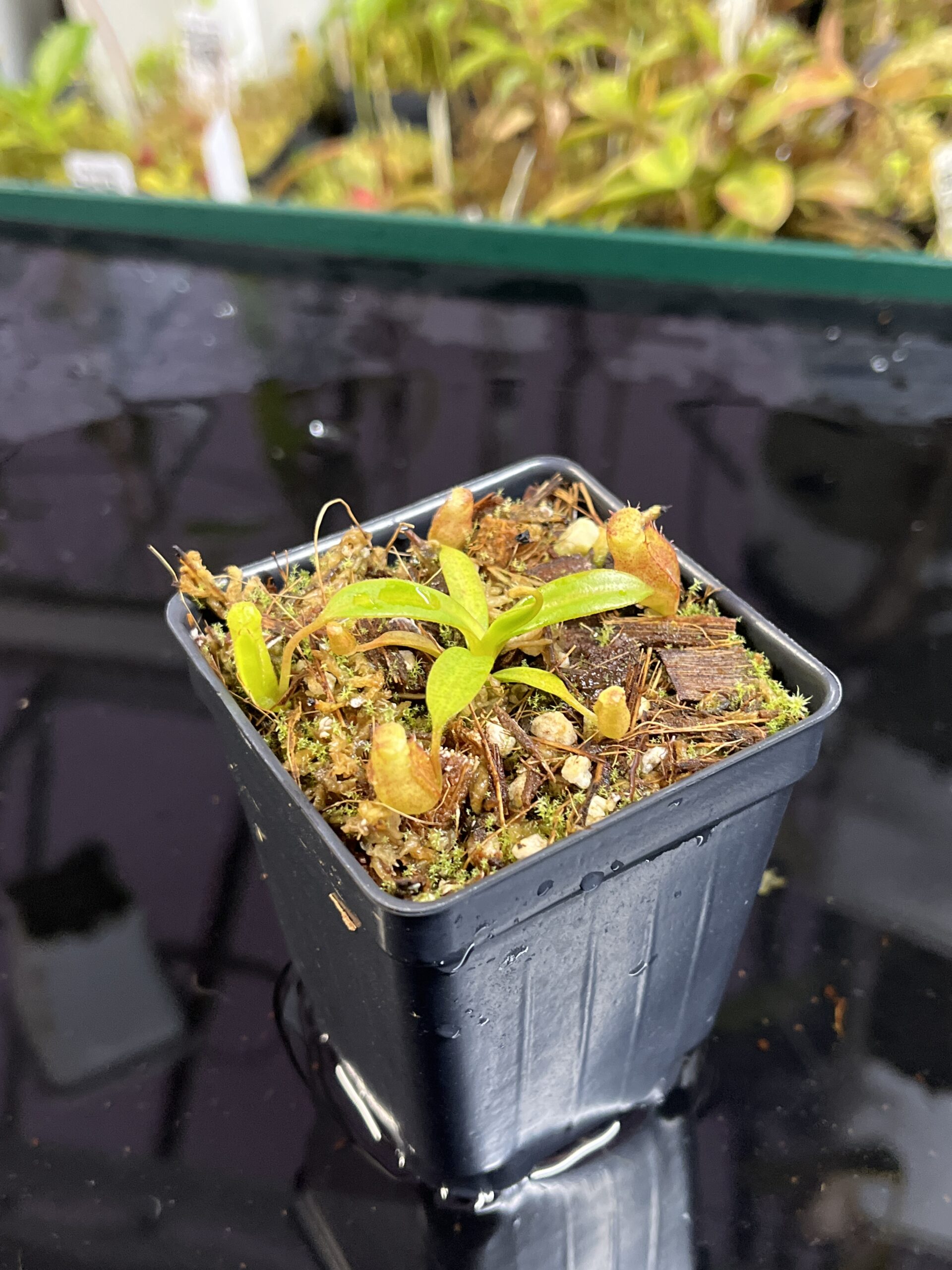 Close Up of Nepenthes edwardsiana x jacquelineae | Jeremiah Harris | JH-413.03 | H25449
