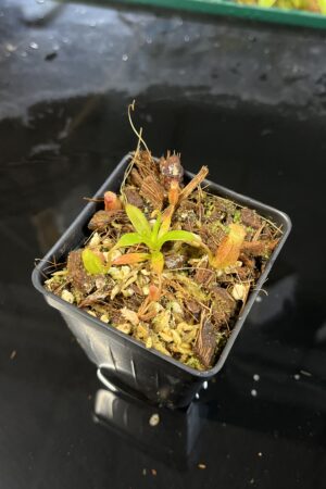 Close Up of Nepenthes edwardsiana x jacquelineae | Jeremiah Harris | JH-413.03 | H25562