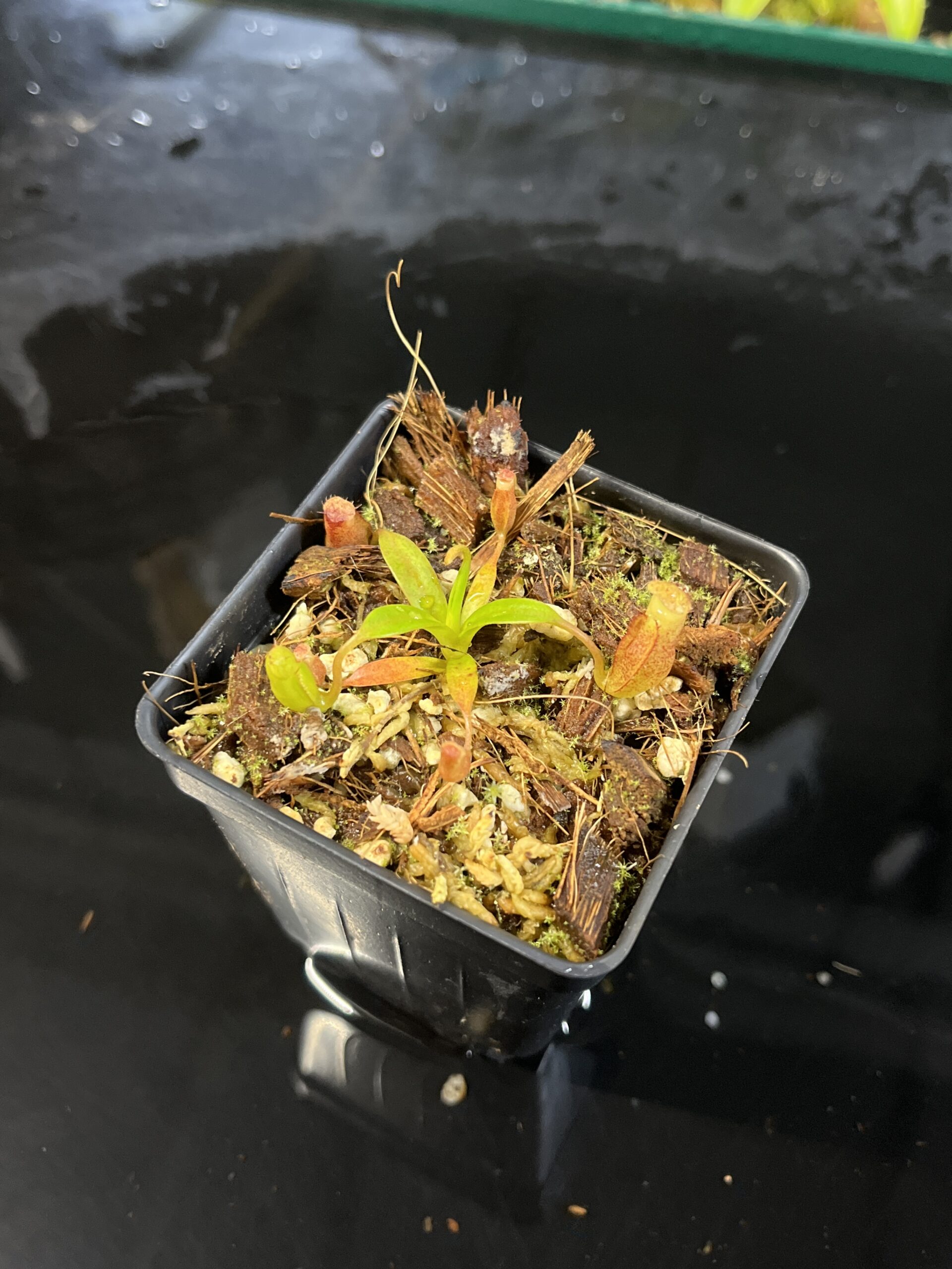 Close Up of Nepenthes edwardsiana x jacquelineae | Jeremiah Harris | JH-413.03 | H25562