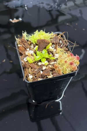 Close Up of Nepenthes edwardsiana x macrophylla | JH | Florae | Assorted Clones | Jeremiah Harris | JH-459 | H25438