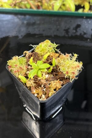 Close Up of Nepenthes edwardsiana x macrophylla | JH | Florae | Assorted Clones | Jeremiah Harris | JH-459 | H25566