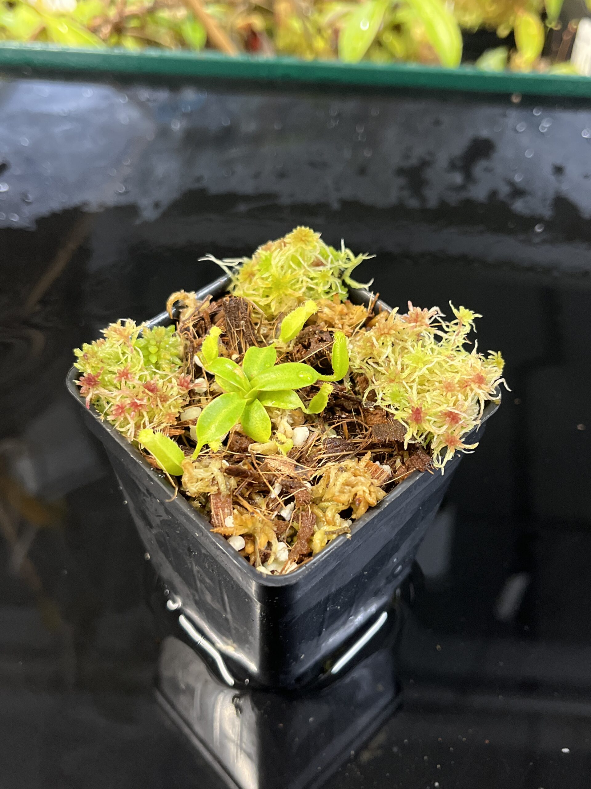 Close Up of Nepenthes edwardsiana x macrophylla | JH | Florae | Assorted Clones | Jeremiah Harris | JH-459 | H25566
