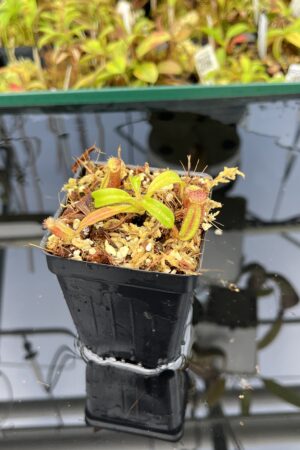 Close Up of Nepenthes ephippiata Hose Mountains | Assorted Clones | Jeremiah Harris | JH-045 | H25404