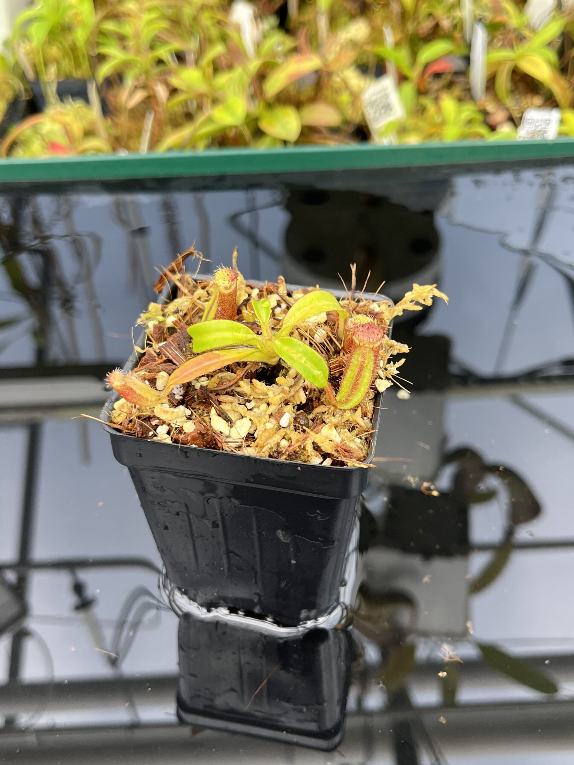 Close Up of Nepenthes ephippiata Hose Mountains | Assorted Clones | Jeremiah Harris | JH-045 | H25404