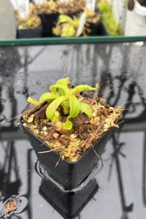 Close Up of Nepenthes ephippiata Hose Mountains | Jeremiah Harris | JH-045.02 | H25510