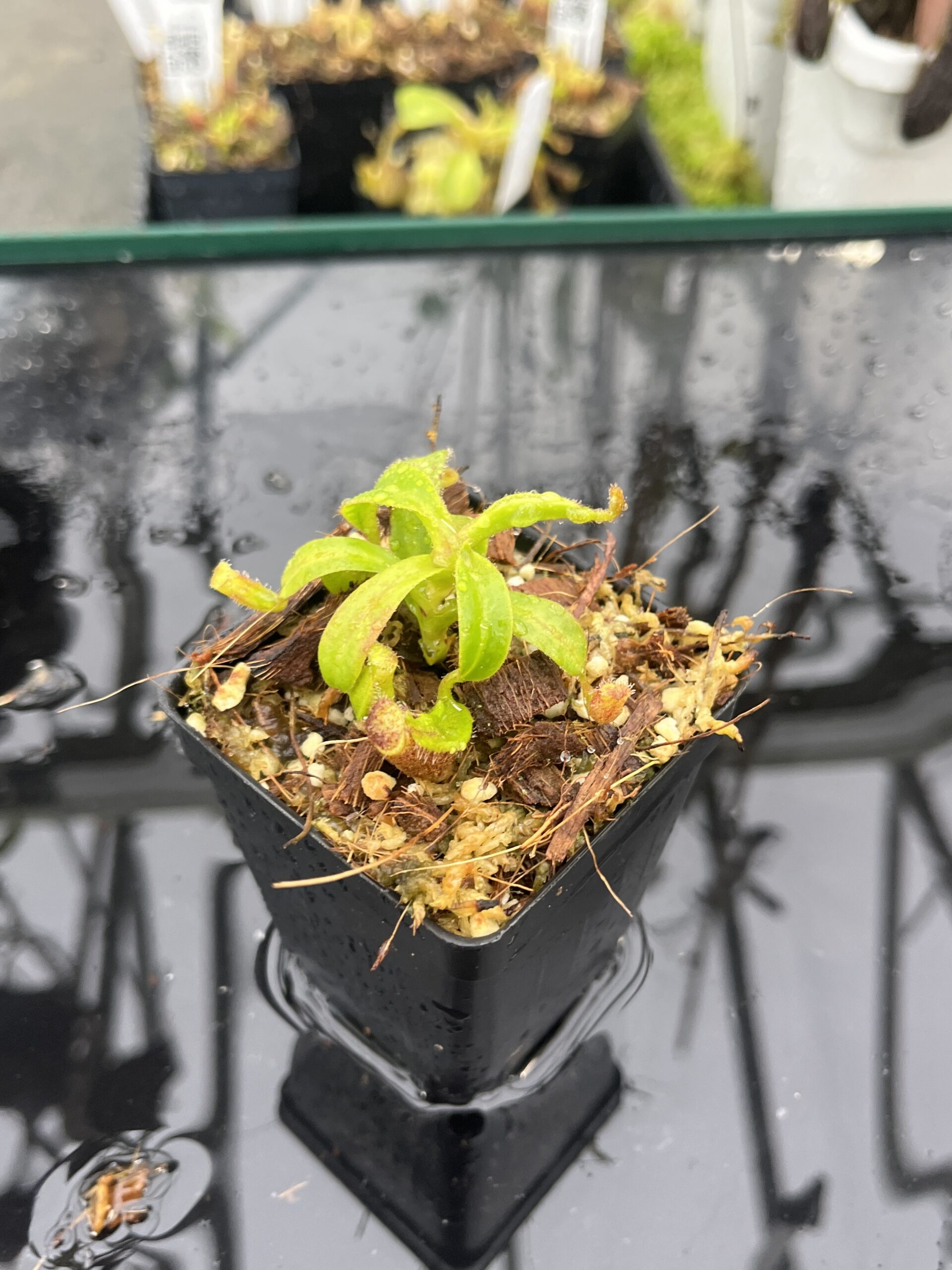 Close Up of Nepenthes ephippiata Hose Mountains | Jeremiah Harris | JH-045.02 | H25510