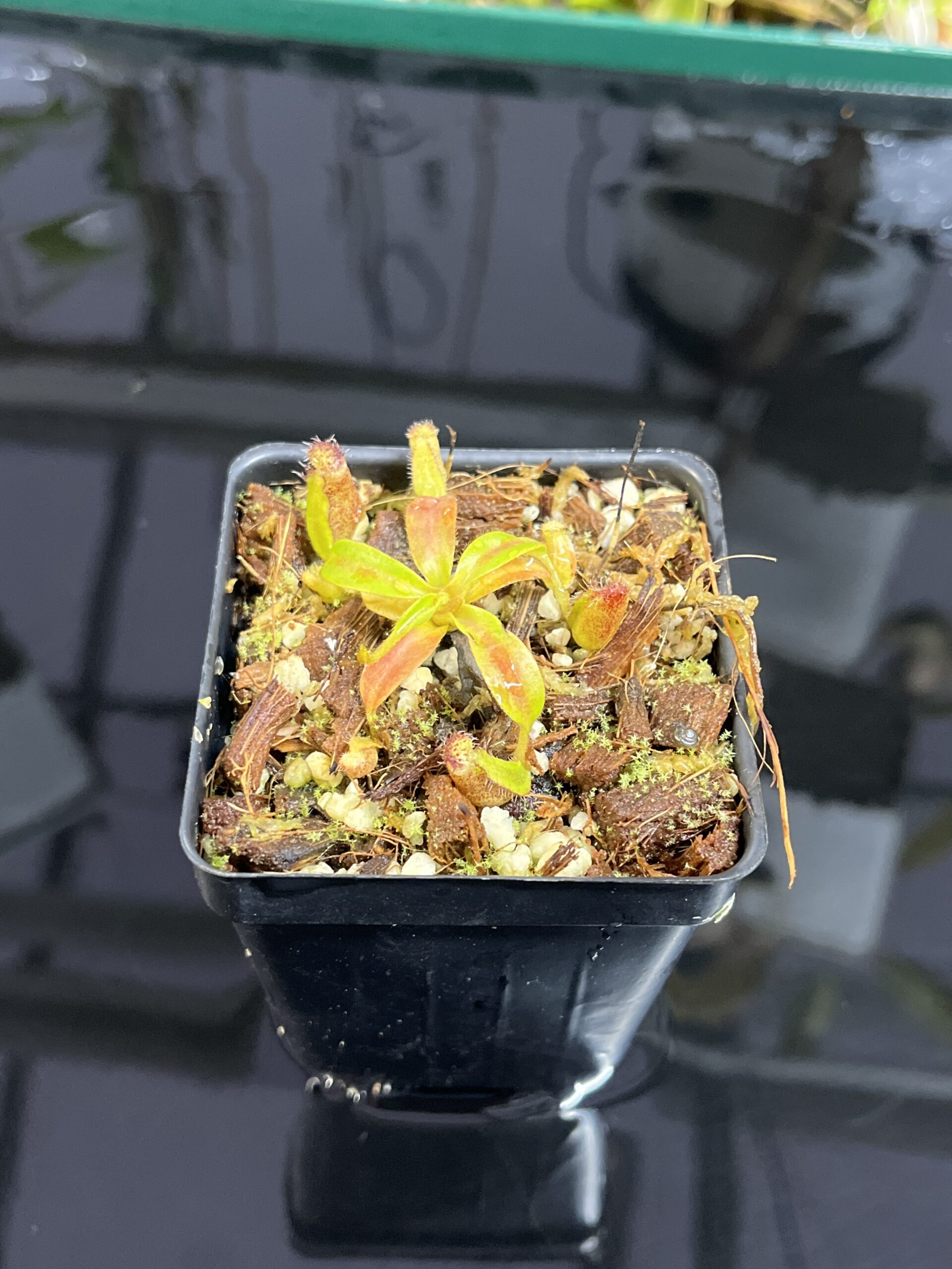 Close Up of Nepenthes ephippiata Hose Mountains | Jeremiah Harris | JH-045.03 | H25440