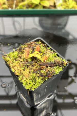 Close Up of Nepenthes ephippiata Hose Mountains | Jeremiah Harris | JH-045.08 | H25303