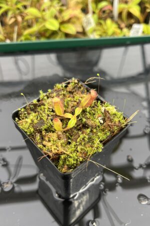 Close Up of Nepenthes ephippiata Hose Mountains | Jeremiah Harris | JH-045.08 | H25305