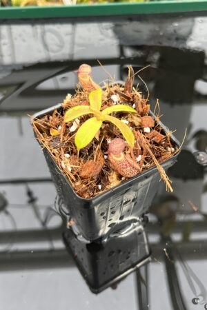 Close Up of Nepenthes epiphytica x (lowii x merrilliana) | individual seedling (ISC) | Andreas Wistuba | AW-Nx_ephipX(lowXmer).1 | IN25418