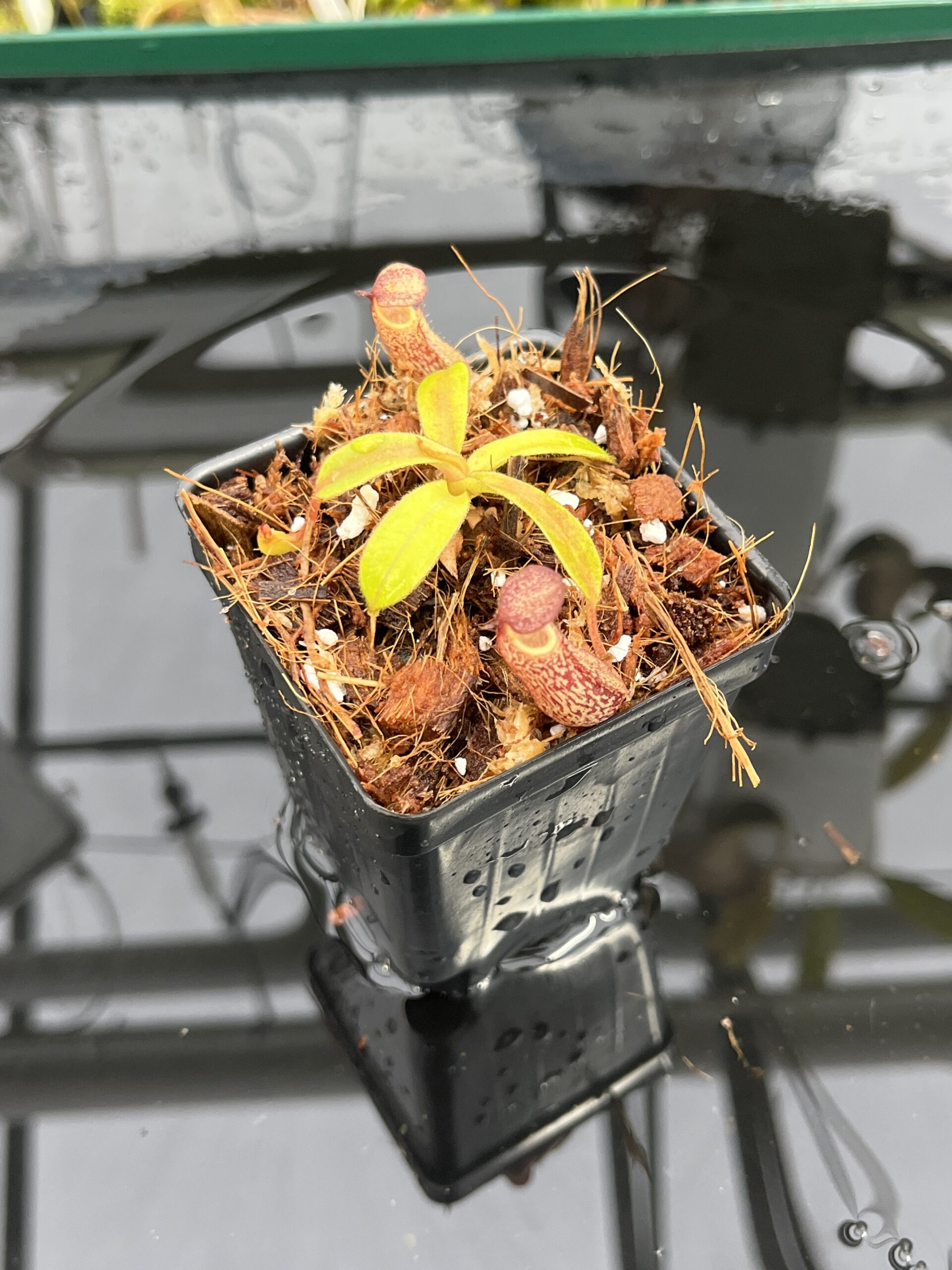 Close Up of Nepenthes epiphytica x (lowii x merrilliana) | individual seedling (ISC) | Andreas Wistuba | AW-Nx_ephipX(lowXmer).1 | IN25418