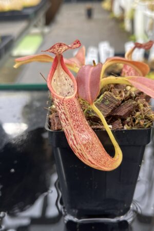 Close Up of Nepenthes eymae | Borneo Exotics | BE-3736 | IN25492