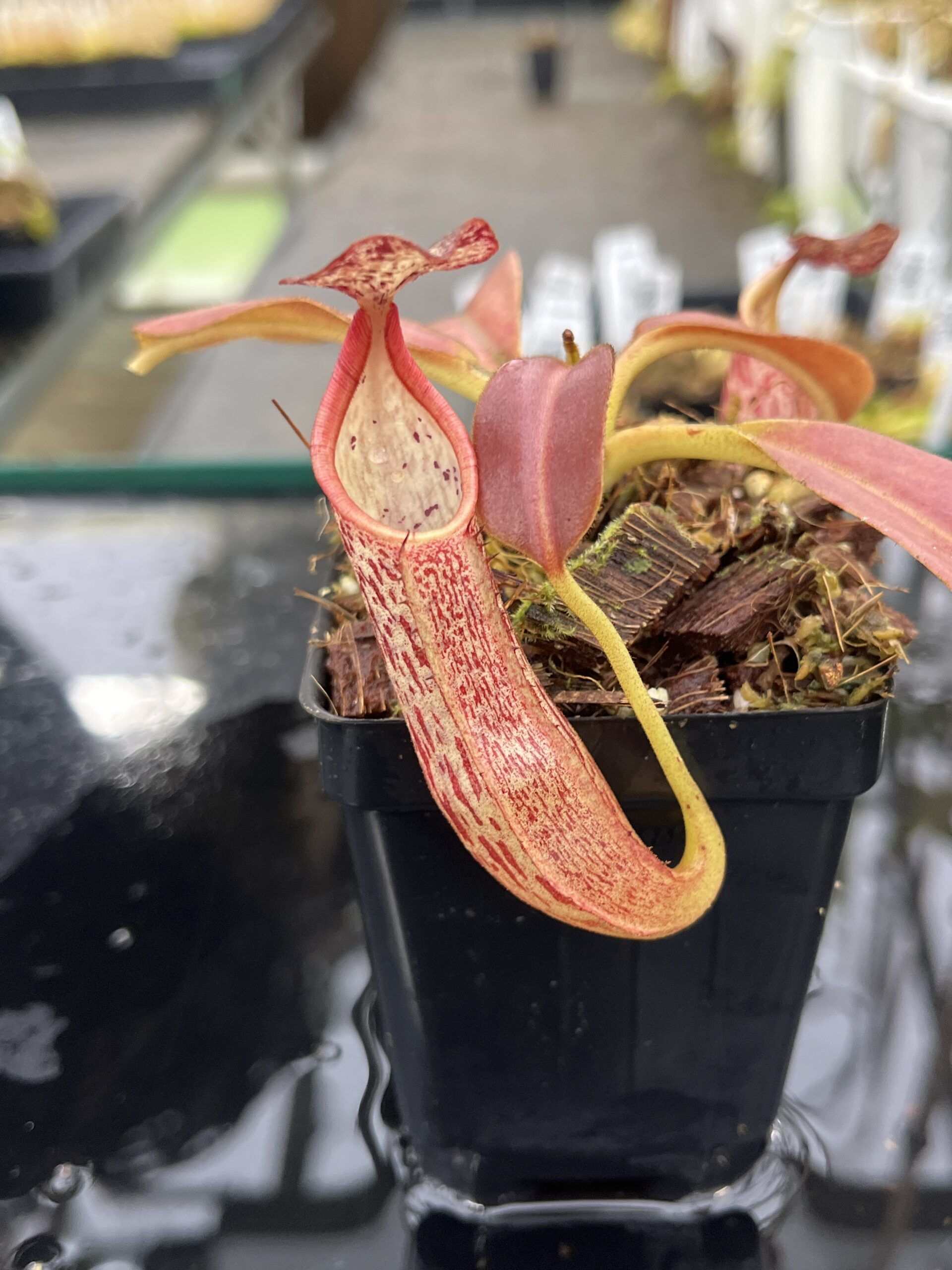 Close Up of Nepenthes eymae | Borneo Exotics | BE-3736 | IN25492