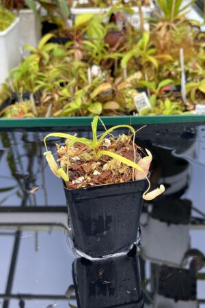 Close Up of Nepenthes glabrata | Florae Collaborative | FC-075.IC | H25402