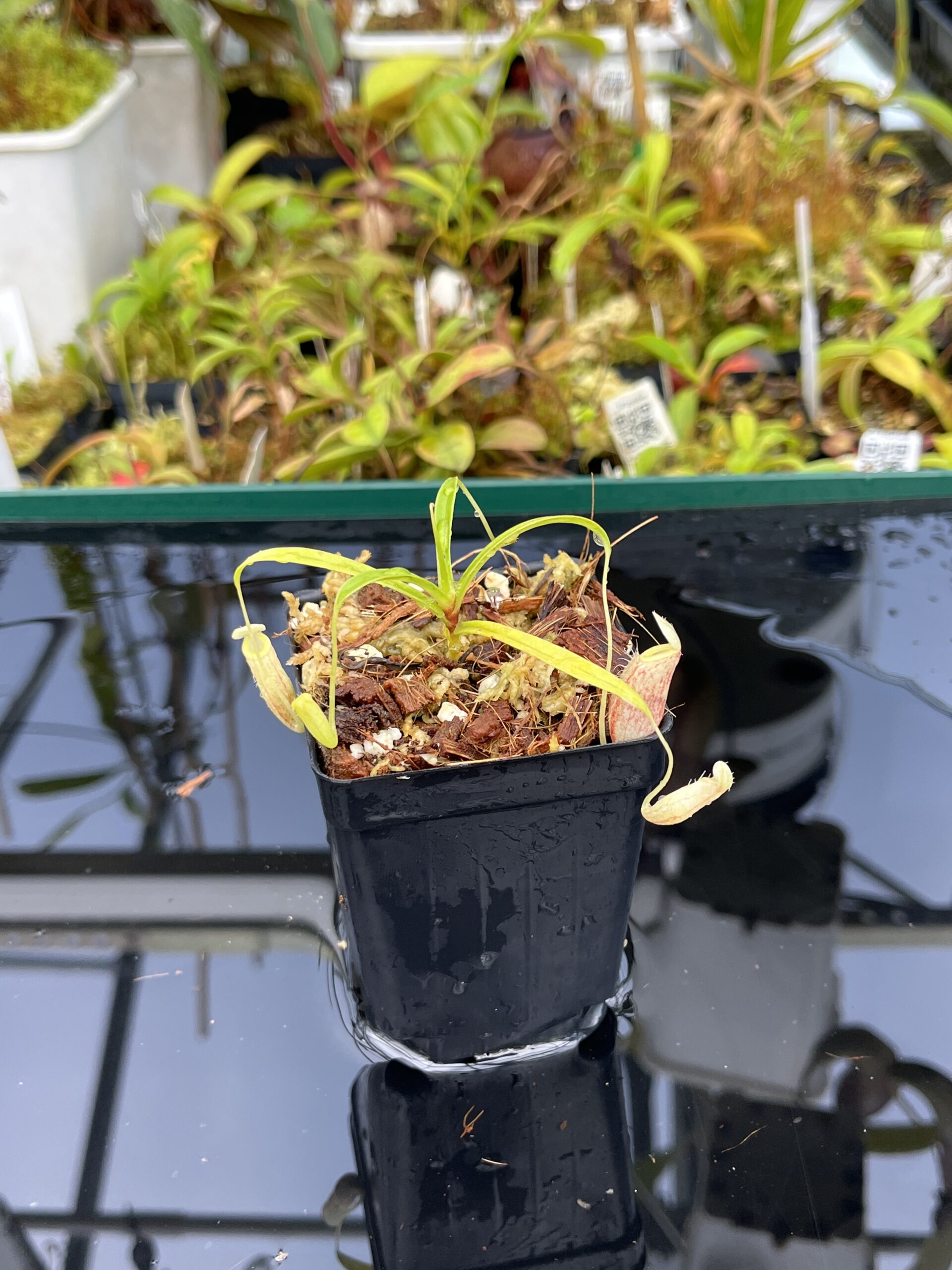 Close Up of Nepenthes glabrata | Florae Collaborative | FC-075.IC | H25402