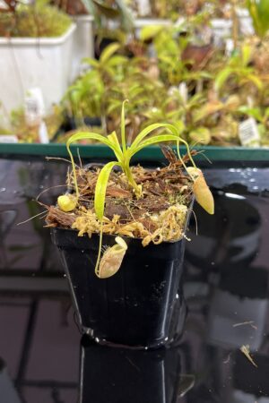 Close Up of Nepenthes glabrata | Florae Collaborative | FC-075.IC | H25444