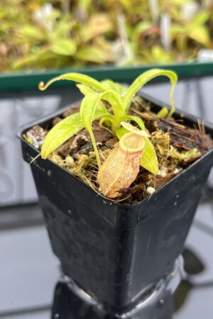 Close Up of Nepenthes glabrata x undulatifolia | Andreas Wistuba | AW-ISC | H25291