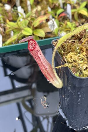 Close Up of Nepenthes glandulifera | Borneo Exotics | BE-3766 | H25389