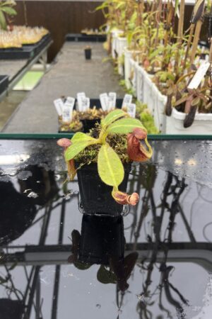 Close Up of Nepenthes glandulifera x ephippiata | Borneo Exotics | BE-4655 | H25507