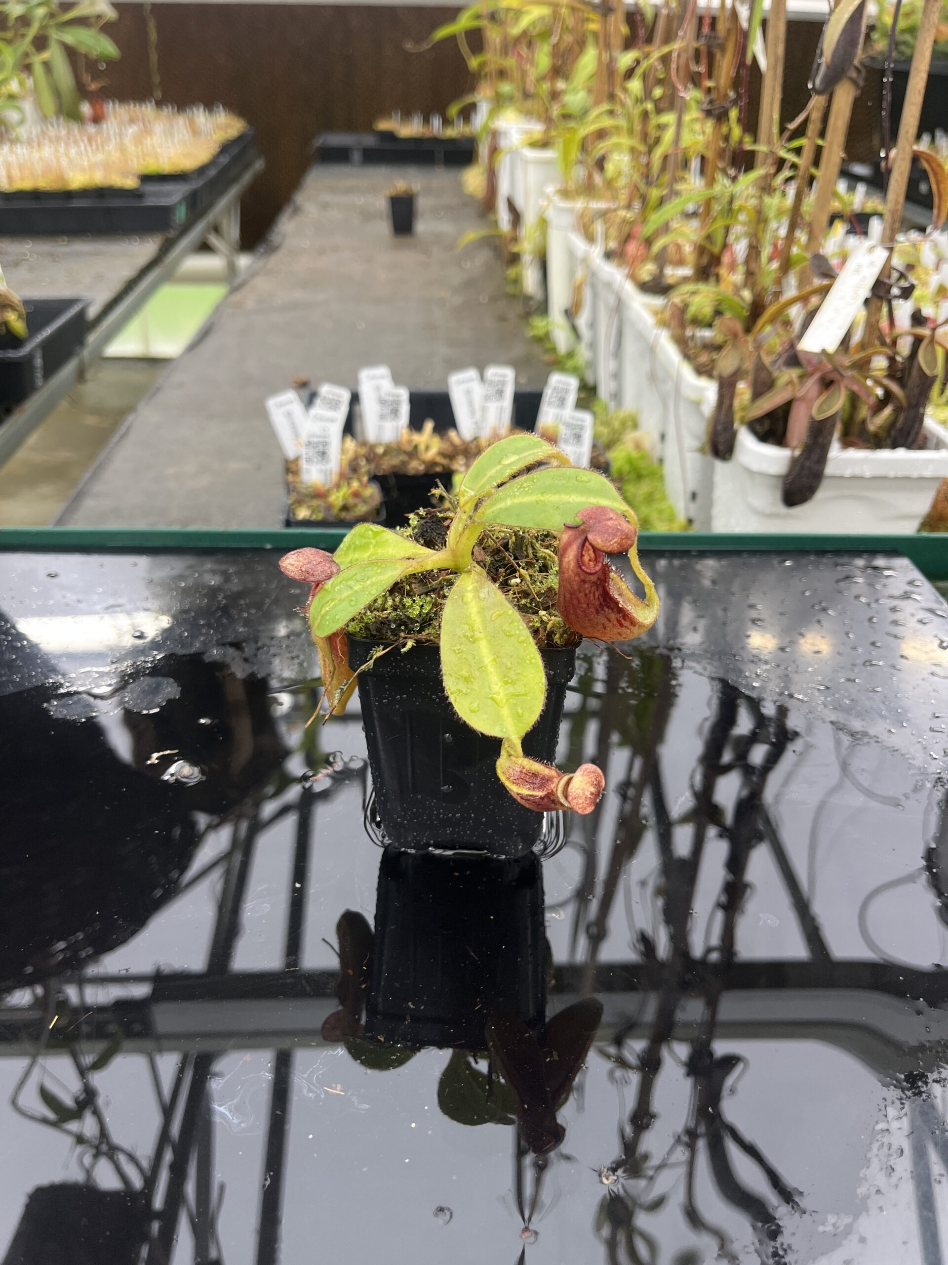 Close Up of Nepenthes glandulifera x ephippiata | Borneo Exotics | BE-4655 | H25507