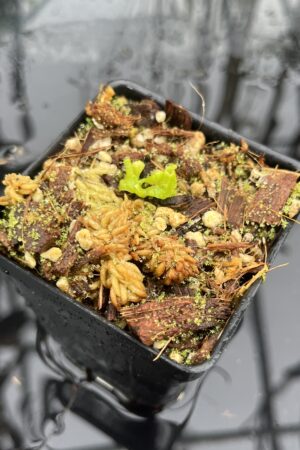 Close Up of Nepenthes glandulifera x villosa | Jeremiah Harris | JH-498.02 | H25511