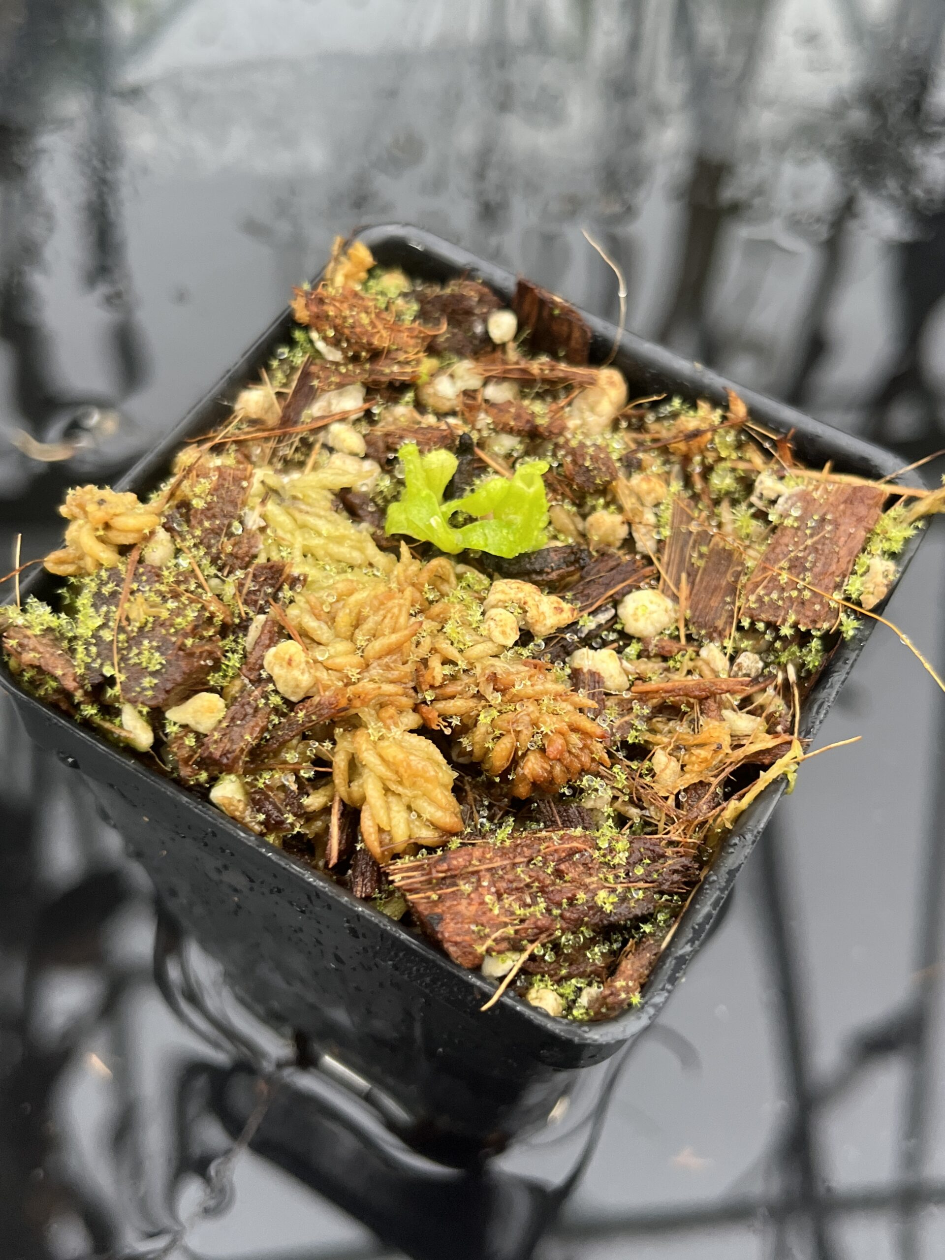 Close Up of Nepenthes glandulifera x villosa | Jeremiah Harris | JH-498.02 | H25511
