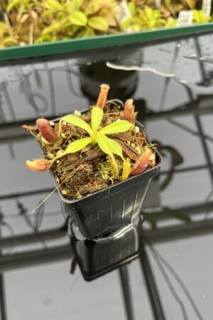 Close Up of Nepenthes glandulifera x xtrusmadiensis | Florae Collaborative | FC-171.03 | IN25355