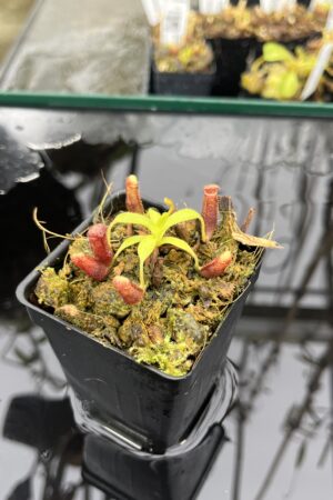 Close Up of Nepenthes glandulifera x xtrusmadiensis | Florae Collaborative | FC-171.03 | IN25497