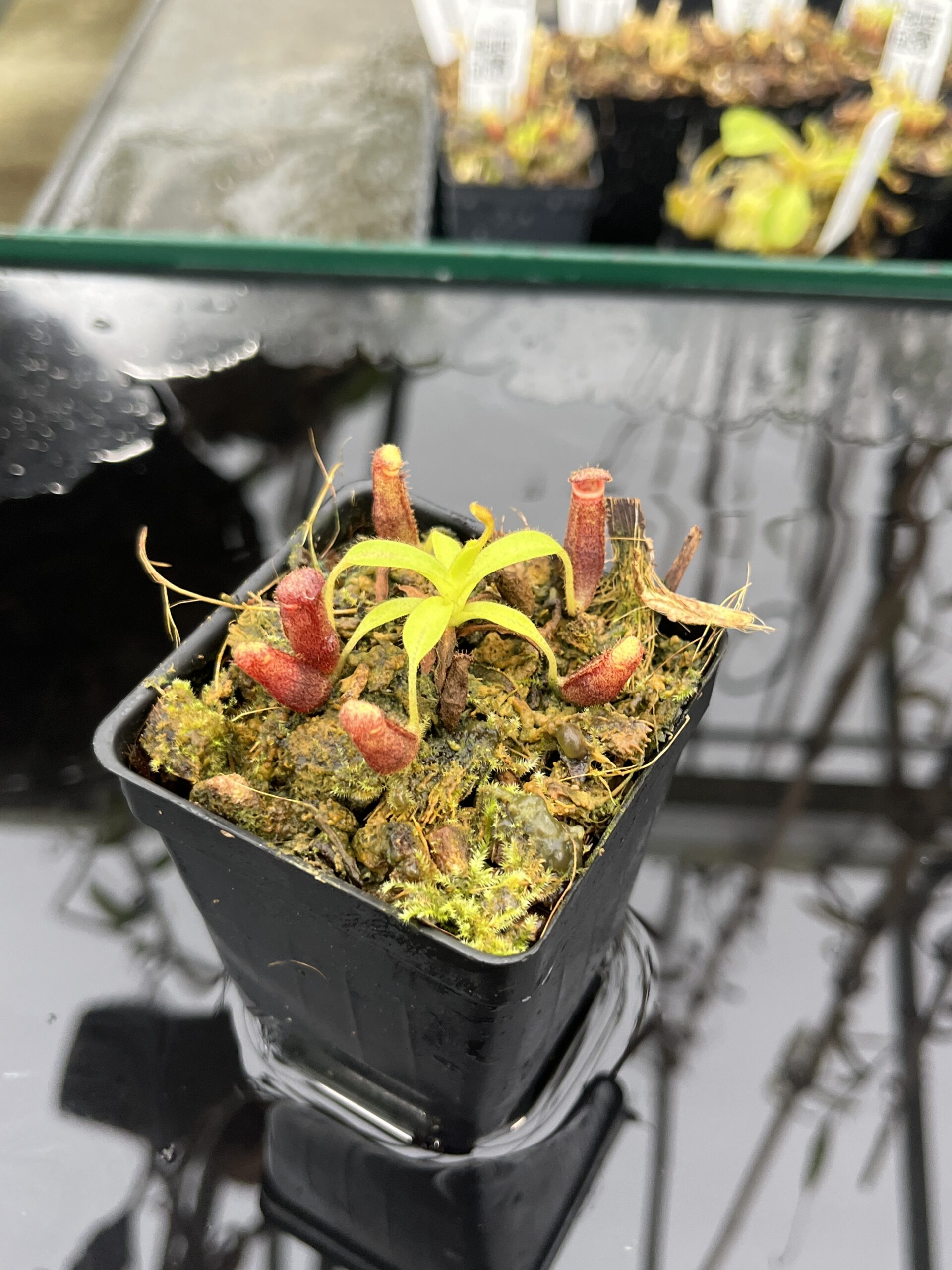 Close Up of Nepenthes glandulifera x xtrusmadiensis | Florae Collaborative | FC-171.03 | IN25497