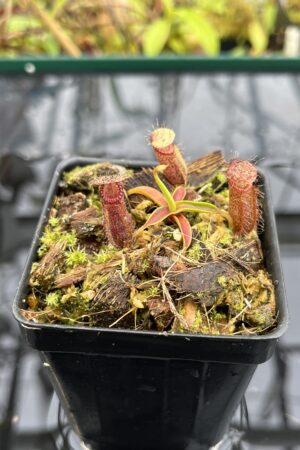 Close Up of Nepenthes hamata Katopasa x hamata A.W. #1 | JH | Clone 2 | Jeremiah Harris | JH-336.02 | H25631