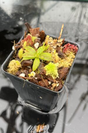 Close Up of Nepenthes hamata (katopasa) x edwardsiana| Clone 4 | Florae Collaborative | FC-266.04 | H25509