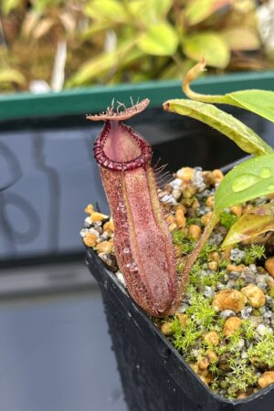 Close Up of Nepenthes hamata x edwardsiana | Andreas Wistuba | AW-01 | H25398