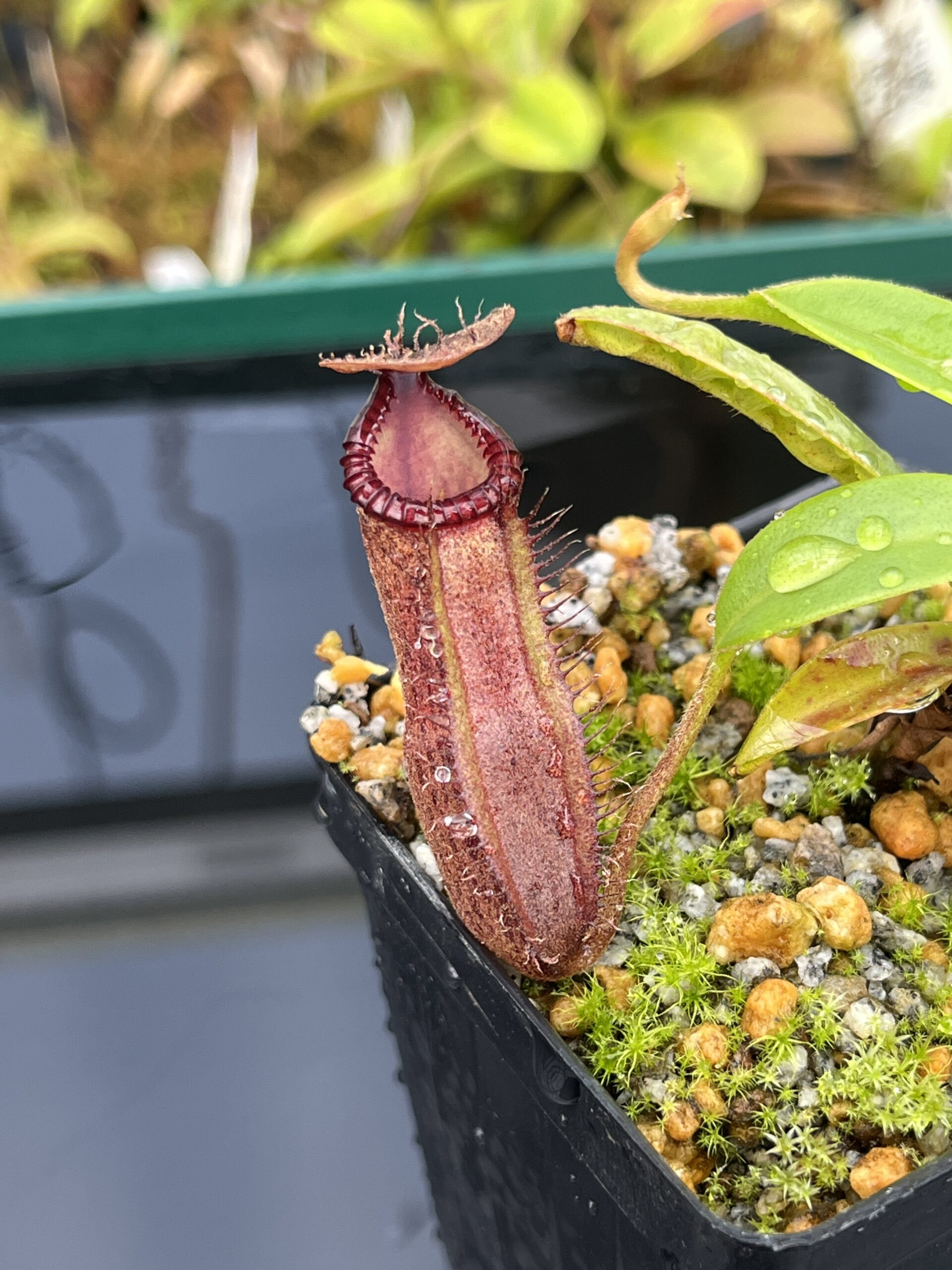 Close Up of Nepenthes hamata x edwardsiana | Andreas Wistuba | AW-01 | H25398