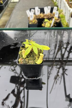 Close Up of Nepenthes insignis | Borneo Exotics | BE-3089 | L25489