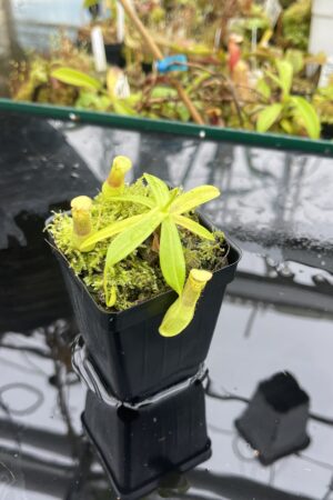 Close Up of Nepenthes insignis | Borneo Exotics | BE-3089 | L25599