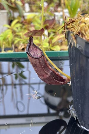 Close Up of Nepenthes izumiae | Borneo Exotics | BE-3925 | H25390