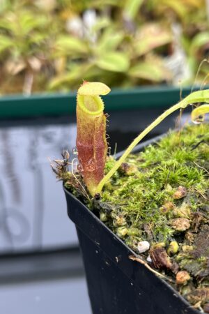 Close Up of Nepenthes izumiae x villosa | Jeremiah Harris | Assorted Clones | Jeremiah Harris | JH-377 | H25265