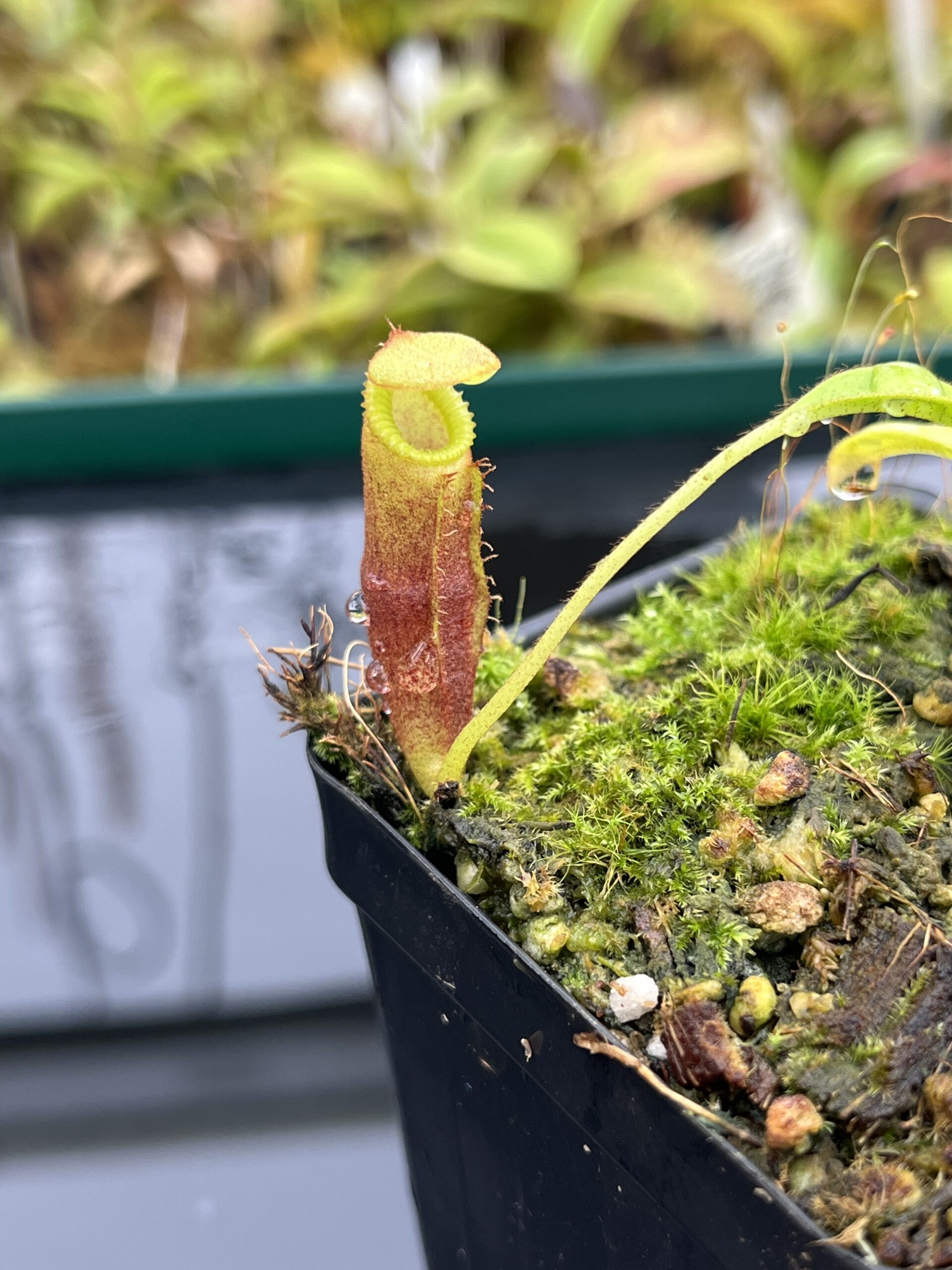 Close Up of Nepenthes izumiae x villosa | Jeremiah Harris | Assorted Clones | Jeremiah Harris | JH-377 | H25265