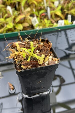 Close Up of Nepenthes jamban | Florae Collaborative | FC-026.IC | H25391